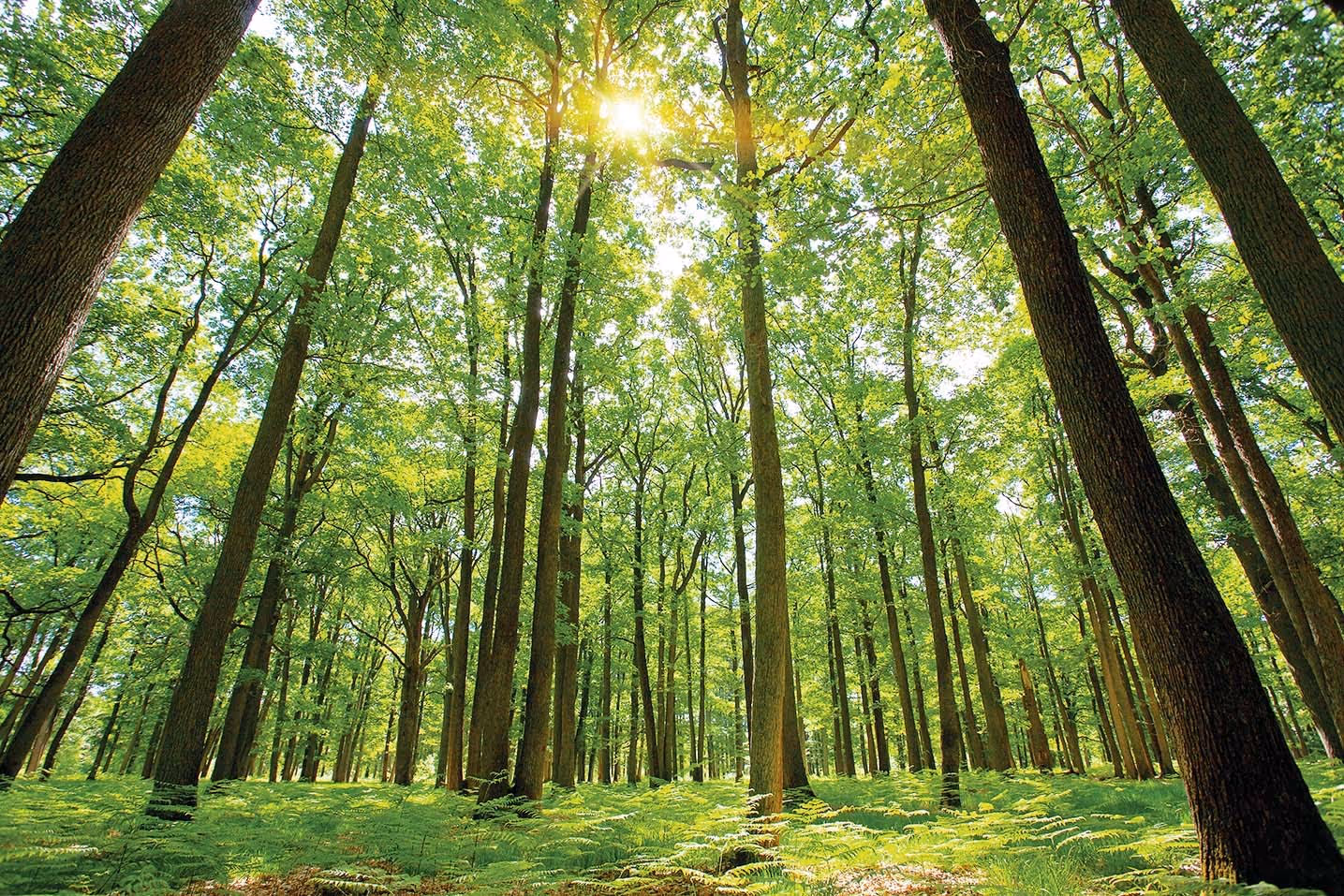 Sunlight streaming through a green forest canopy